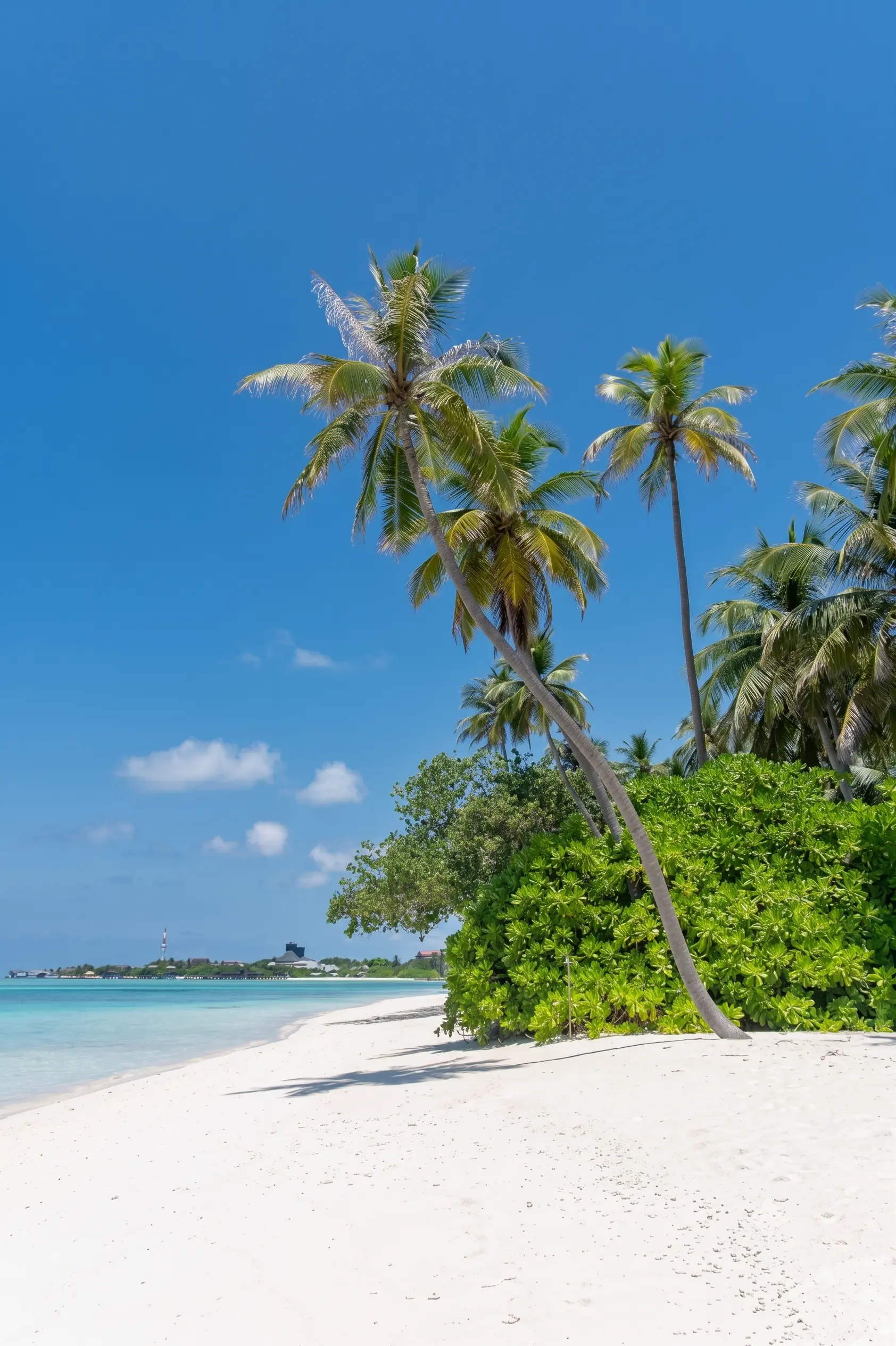Tropical island coastline